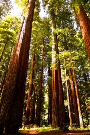 Redwoods may 2014 (9)-c90.jpg